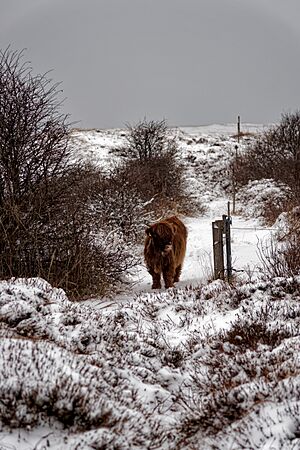 Texel - Loodsmansduin - Winter of 2010 - Highland Cattle 03