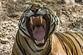 Tiger dentition Sultan(T72) Ranthambhore India 12.10.2014