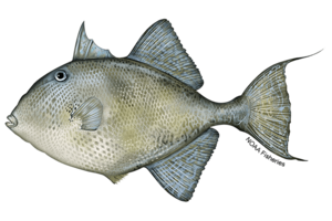 Triggerfish-Gray-NOAAFisheries