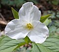 Trillium grandiflorum 042316
