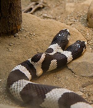 Two-Headed California Kingsnake