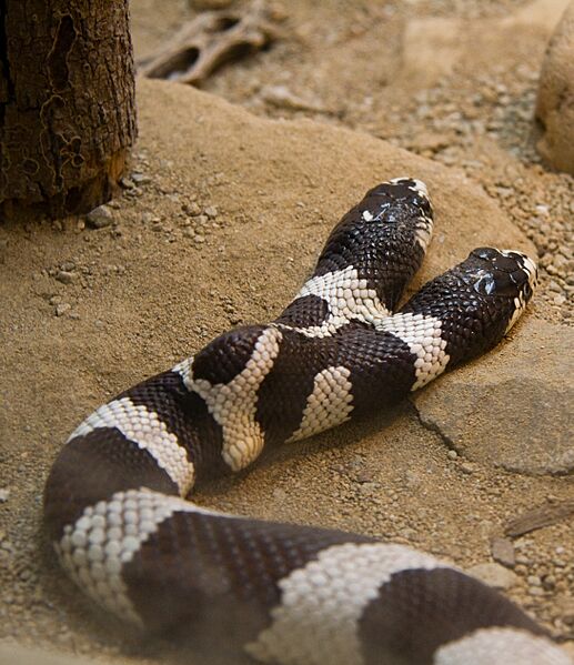 Two-Headed California Kingsnake