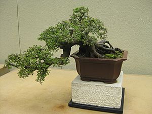 Ulmus Parvifolia
