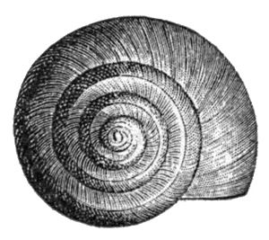 Valvata utahensis shell 2