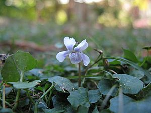 Viola hederacea flower17 - Flickr - Macleay Grass Man.jpg