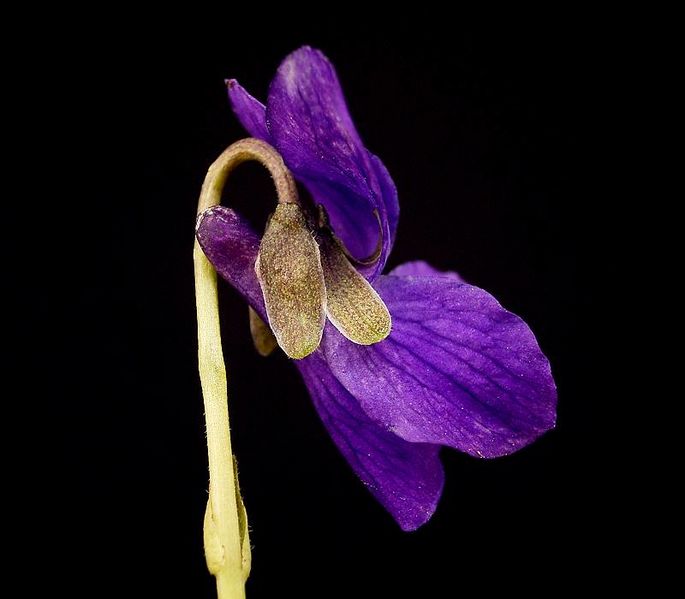 Viola odorata4 ies