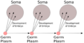 Weismann's Germ Plasm