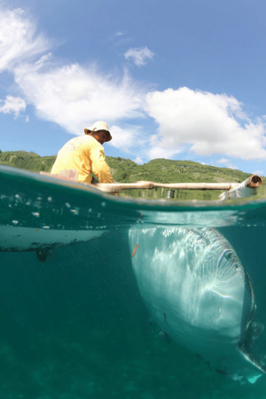 Whaleshark in Oslob Philippines