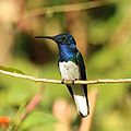 White-necked jacobin (Florisuga mellivora mellivora) male Tr