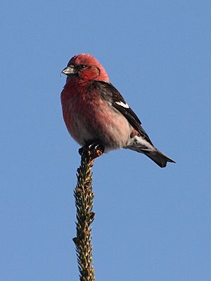 White-winged Crossbill - male