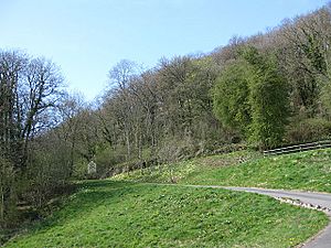 Wooded side of Dinmore Hill - geograph.org.uk - 1248385