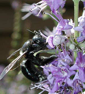 Xylocopa micans