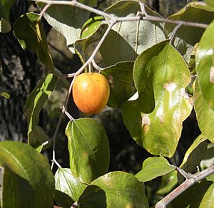 Ziziphus mauritiana fruit 2.jpg