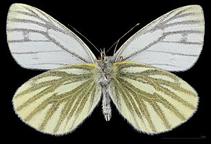 (MHNT) Pieris napi napi - Foret de Bouconne, France - male ventral