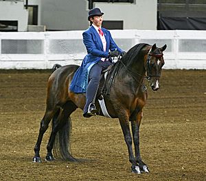2008 KY state Fair Morgan Horse Show