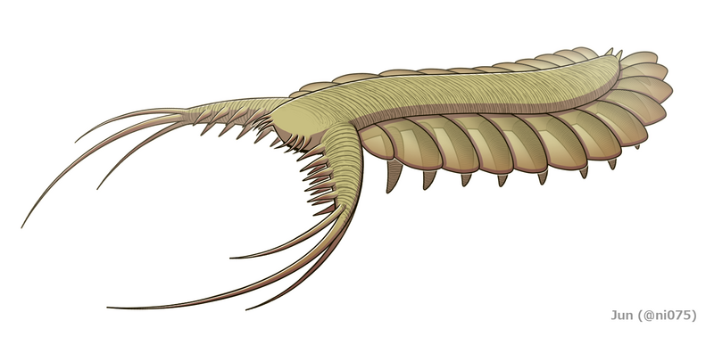 20191112 Pambdelurion whittingtoni