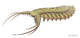 20191112 Pambdelurion whittingtoni.png