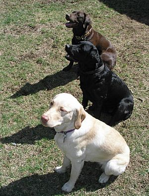 facts about lab dogs