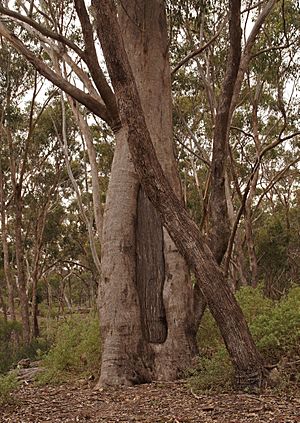 Aboriginal scar tree Long Forest Nature Conservation Reserve Victoria