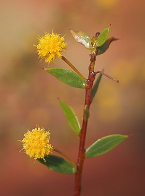 Acacia maitlandii flowers and foliagee