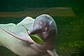 Amazon river dolphin