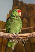 Amazona hybrid -Hogle Zoo-8a