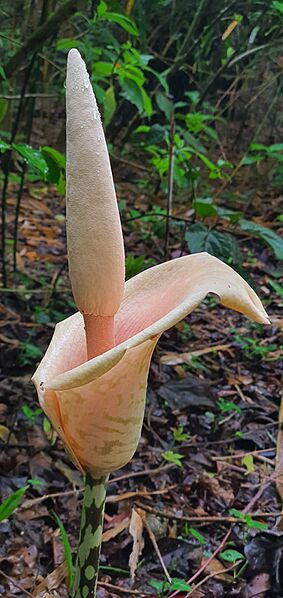 Amorphophallus bulbifer 136199819