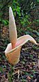 Amorphophallus bulbifer 136199819