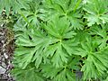 Anemone narcissiflora 03