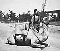 Anglo-Egyptian Sudan camel soldier of the British army