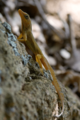 Anolis oculatus sunbathing