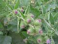 Arctium minus corimbo