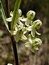 Asclepias stenophylla 141042195.jpg