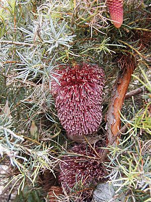 Banksia nutans nutans email.jpg