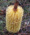 Banksia spinulosa yellow styles Georges River NP email
