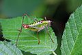 Bellied bright bush-cricket (Poecilimon thoracicus) male