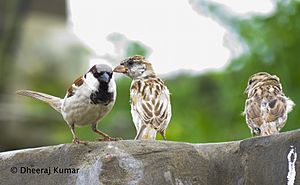 Birds in Tharparkar