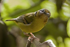 Black-eared Shrike Babbler Nimachen Sikkim India 04.11.2014.jpg