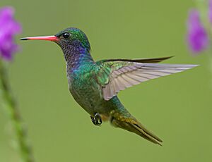 Blue-throated Goldentail in flight.jpg