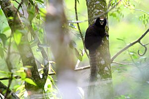 Buffy tufted marmoset 2
