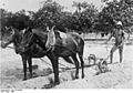 Bundesarchiv Bild 137-029895, Togo, Pflügen eines Baumwollfeldes