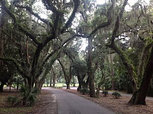 Callawassie Island Live Oaks on Spring Island Drive, Callawassie Island, South Carolina