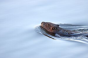 Castor canadensis provancher2
