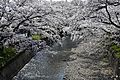 Cherry blossoms on the gojo river