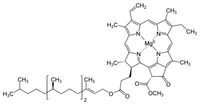 Chlorophyll a structure