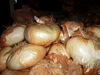 Cipolla di Giarratana - Giarratana Onion closeup