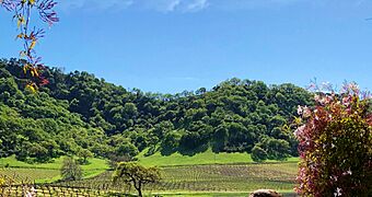 Clos la Chance Winery, Morgan Hill (II)
