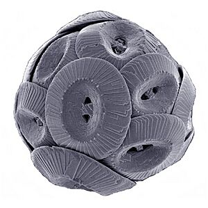 Coccolithus pelagicus