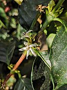 Coffee arabica flower