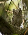 Collared scops owl (Otus lettia) 3